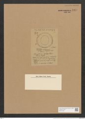 Campylodiscus obsoletus Cleve (de-Toni-Nr.: Genus 57, Species 2461) Zeichnungen Sammlung Grunow Nr. 4961 (NHMW-BOT-W0373185)